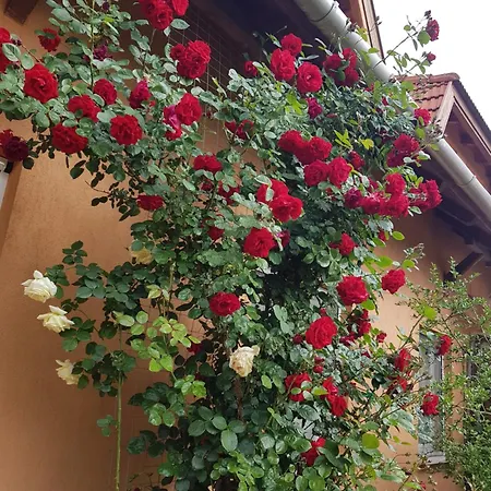 Susann Maison d'hôtes 3*